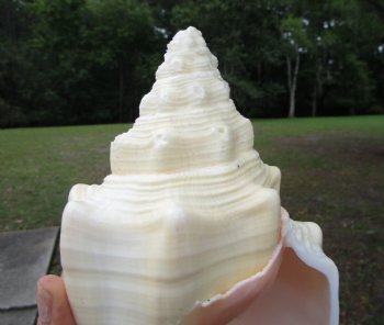 West Indian Chank Shell (8-7/8") - Buy this for $22.99
