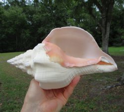 West Indian Chank Shell (9.75") - Buy this for $24.99