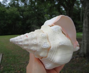 West Indian Chank Shell (9.75") - Buy this for $24.99