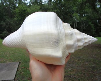 West Indian Chank Shell (9.75") - Buy this for $24.99