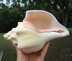 West Indian Chank Shell (8-7/8") - Buy this for $22.99