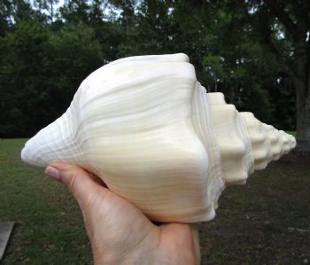 West Indian Chank Shell (8-7/8") - Buy this for $22.99