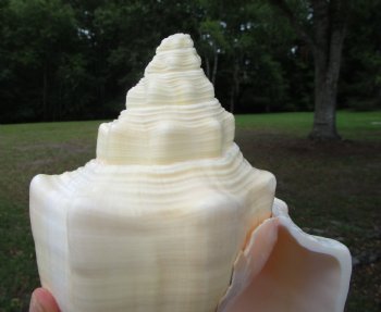 West Indian Chank Shell (8-7/8") - Buy this for $22.99