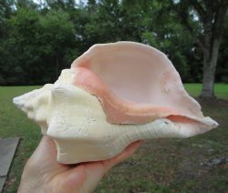 West Indian Chank Shell (9") - Buy this for $24.99