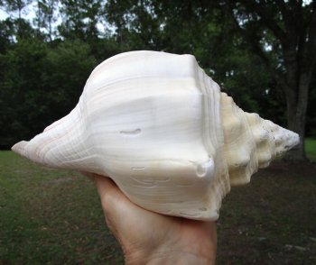 West Indian Chank Shell (9") - Buy this for $24.99