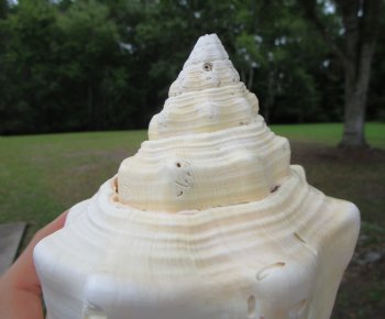 West Indian Chank Shell (9") - Buy this for $24.99