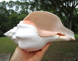 West Indian Chank Shell (9-1/2") - Buy this for $24.99
