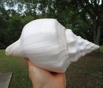 West Indian Chank Shell (9-1/2") - Buy this for $24.99