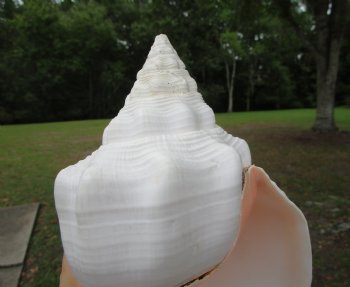 West Indian Chank Shell (9-1/2") - Buy this for $24.99