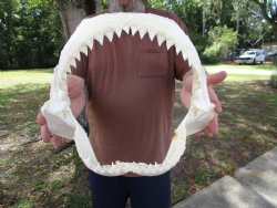 Bull Shark Jaw (Car...