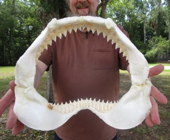 Bull Shark Jaw (Carcharhinus leucas) 13.50Lx11.25H<Font color=red> WITH VERY SHARP TEETH </font> for $164.99