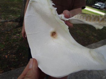Bull Shark Jaw (Carcharhinus leucas) 13.50Lx11.25H<Font color=red> WITH VERY SHARP TEETH </font> for $164.99