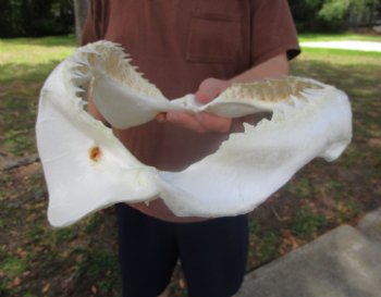 Bull Shark Jaw (Carcharhinus leucas) 13.50Lx11.25H<Font color=red> WITH VERY SHARP TEETH </font> for $164.99