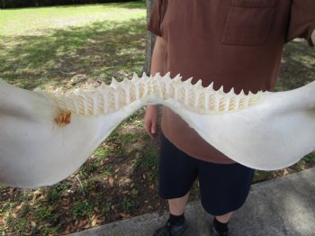 Bull Shark Jaw (Carcharhinus leucas) 13.50Lx11.25H<Font color=red> WITH VERY SHARP TEETH </font> for $164.99