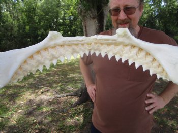 Bull Shark Jaw (Carcharhinus leucas) 13.50Lx11.25H<Font color=red> WITH VERY SHARP TEETH </font> for $164.99