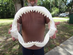 Bull Shark Jaw (Carcharhinus leucas) 13.75Lx10.50H<Font color=red> WITH VERY SHARP TEETH </font> for $164.99