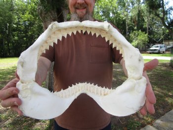 Bull Shark Jaw (Carcharhinus leucas) 13.75Lx10.50H<Font color=red> WITH VERY SHARP TEETH </font> for $164.99