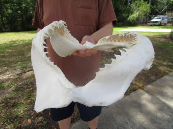 Bull Shark Jaw (Carcharhinus leucas) 13.75Lx10.50H<Font color=red> WITH VERY SHARP TEETH </font> for $164.99