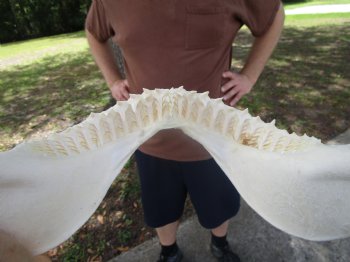Bull Shark Jaw (Carcharhinus leucas) 13.75Lx10.50H<Font color=red> WITH VERY SHARP TEETH </font> for $164.99