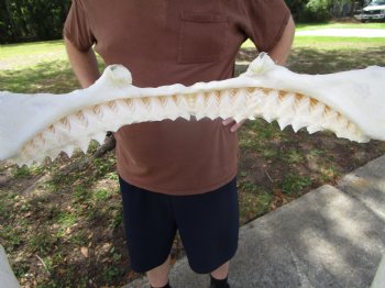 Bull Shark Jaw (Carcharhinus leucas) 13.75Lx10.50H<Font color=red> WITH VERY SHARP TEETH </font> for $164.99