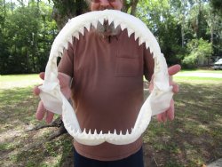 Bull Shark Jaw (Car...
