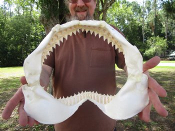 Bull Shark Jaw (Carcharhinus leucas) 13.25Lx11.25H<Font color=red> WITH VERY SHARP TEETH </font> for $164.99