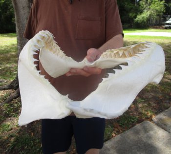 Bull Shark Jaw (Carcharhinus leucas) 13.25Lx11.25H<Font color=red> WITH VERY SHARP TEETH </font> for $164.99