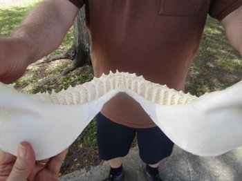 Bull Shark Jaw (Carcharhinus leucas) 13.25Lx11.25H<Font color=red> WITH VERY SHARP TEETH </font> for $164.99