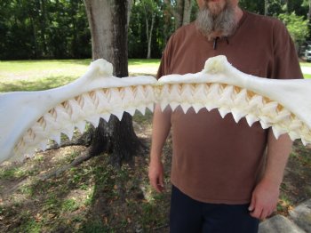 Bull Shark Jaw (Carcharhinus leucas) 13.25Lx11.25H<Font color=red> WITH VERY SHARP TEETH </font> for $164.99