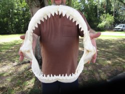 Large Bull Shark Ja...