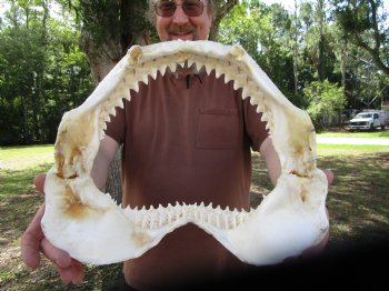 Large Bull Shark Jaw (Carcharhinus leucas) 14.5"Lx12.25"W<Font color=red> WITH VERY SHARP TEETH </font> for $179.99