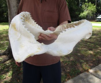 Large Bull Shark Jaw (Carcharhinus leucas) 14.5"Lx12.25"W<Font color=red> WITH VERY SHARP TEETH </font> for $179.99