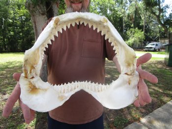 Large Bull Shark Jaw (Carcharhinus leucas) 14.5"Lx12.25"W<Font color=red> WITH VERY SHARP TEETH </font> for $179.99