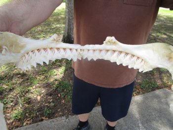 Large Bull Shark Jaw (Carcharhinus leucas) 14.5"Lx12.25"W<Font color=red> WITH VERY SHARP TEETH </font> for $179.99