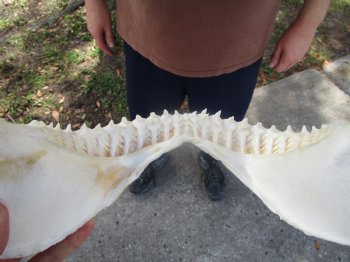Large Bull Shark Jaw (Carcharhinus leucas) 14.5"Lx12.25"W<Font color=red> WITH VERY SHARP TEETH </font> for $179.99