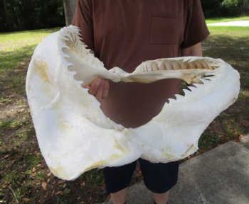 Large Bull Shark Jaw (Carcharhinus leucas) 14.5"Lx12.25"W<Font color=red> WITH VERY SHARP TEETH </font> for $179.99