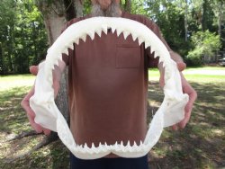 Large Bull Shark Ja...