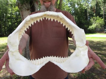 Large Bull Shark Jaw (Carcharhinus leucas) 14.5"Lx12.25"W<Font color=red> WITH VERY SHARP TEETH </font> for $179.99