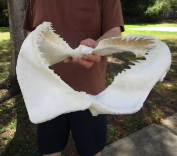 Large Bull Shark Jaw (Carcharhinus leucas) 14.5"Lx12.25"W<Font color=red> WITH VERY SHARP TEETH </font> for $179.99