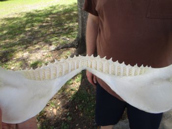Large Bull Shark Jaw (Carcharhinus leucas) 14.5"Lx12.25"W<Font color=red> WITH VERY SHARP TEETH </font> for $179.99