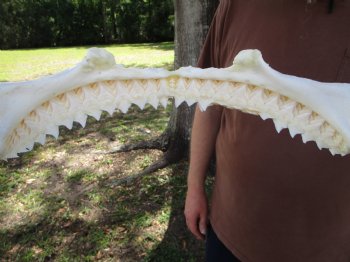 Large Bull Shark Jaw (Carcharhinus leucas) 14.5"Lx12.25"W<Font color=red> WITH VERY SHARP TEETH </font> for $179.99