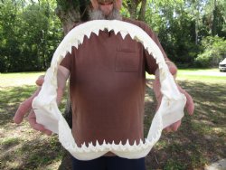 Large Bull Shark Ja...