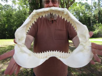 Large Bull Shark Jaw (Carcharhinus leucas) 14.75"Lx11.75"W<Font color=red> WITH VERY SHARP TEETH </font> for $179.99