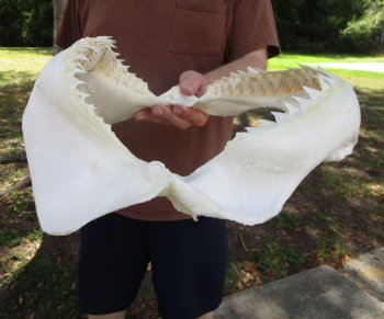 Large Bull Shark Jaw (Carcharhinus leucas) 14.75"Lx11.75"W<Font color=red> WITH VERY SHARP TEETH </font> for $179.99
