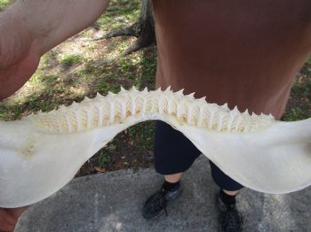 Large Bull Shark Jaw (Carcharhinus leucas) 14.75"Lx11.75"W<Font color=red> WITH VERY SHARP TEETH </font> for $179.99