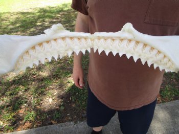 Large Bull Shark Jaw (Carcharhinus leucas) 14.75"Lx11.75"W<Font color=red> WITH VERY SHARP TEETH </font> for $179.99