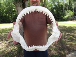 Large Bull Shark Ja...