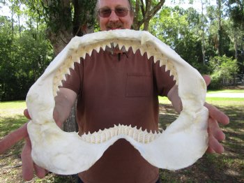 Large Bull Shark Jaw (Carcharhinus leucas) 15"Lx12"H<Font color=red> WITH VERY SHARP TEETH </font> for $204.99