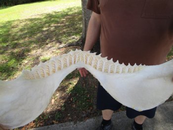 Large Bull Shark Jaw (Carcharhinus leucas) 15"Lx12"H<Font color=red> WITH VERY SHARP TEETH </font> for $204.99