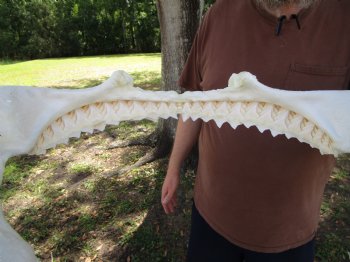 Large Bull Shark Jaw (Carcharhinus leucas) 15"Lx12"H<Font color=red> WITH VERY SHARP TEETH </font> for $204.99